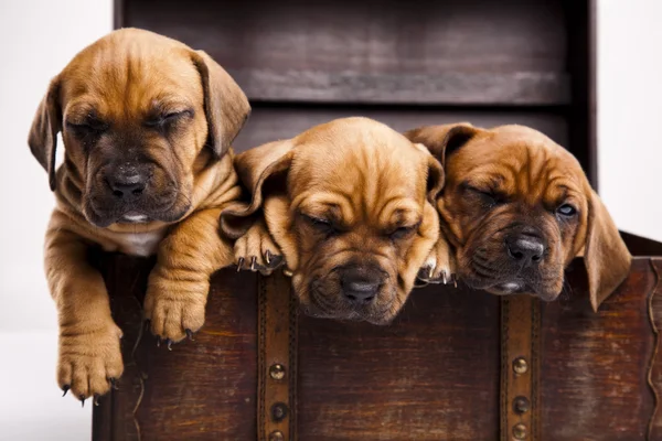 Cachorros bebés — Fotografia de Stock