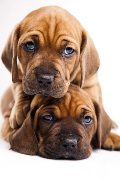 Baby dogs — Stock fotografie
