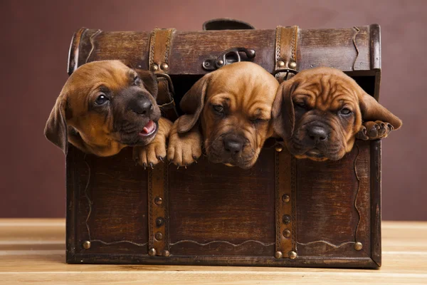 Baby dogs — Stock Photo, Image
