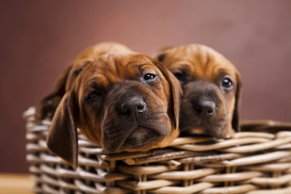 강아지, 고리 버들 세공 바구니 — 스톡 사진