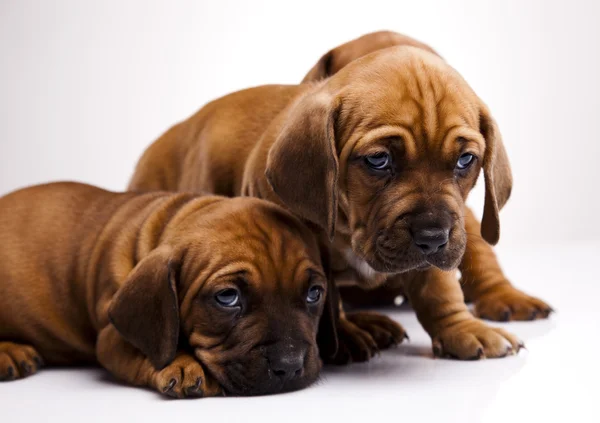 Baby dogs Stock Picture