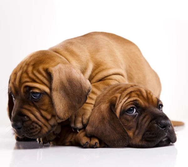 Puppies amstaff,dachshund Royalty Free Stock Photos