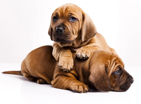 Puppies amstaff,dachshund Royalty Free Stock Images