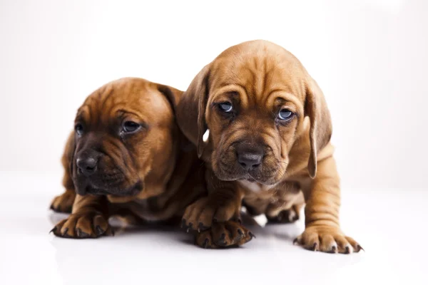 Puppies amstaff,dachshund Royalty Free Stock Photos