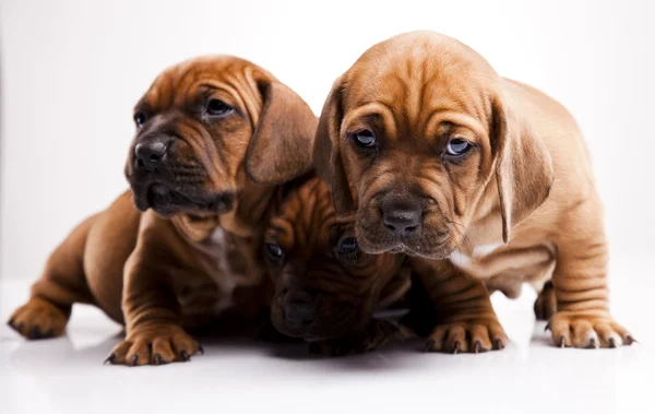 Baby dogs Royalty Free Stock Images