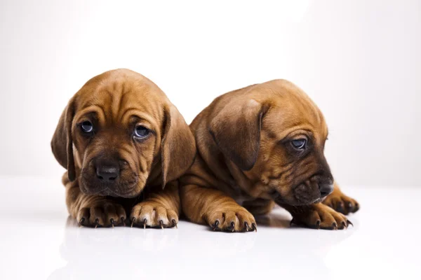 Puppies amstaff,dachshund Royalty Free Stock Images