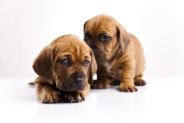 Baby dogs Stock Image