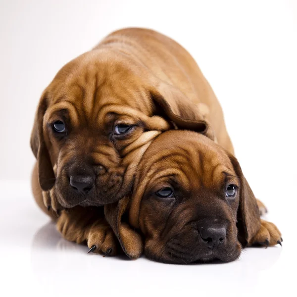 Puppies amstaff,dachshund Stock Picture