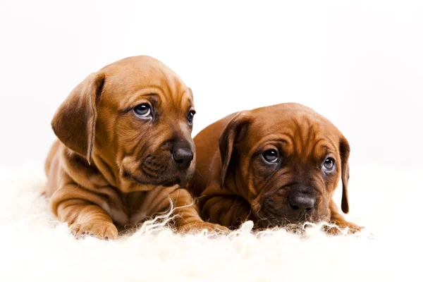 Puppies amstaff,dachshund Stock Photo