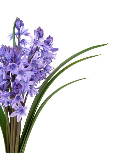 Bluebell kwiat piękna — Zdjęcie stockowe