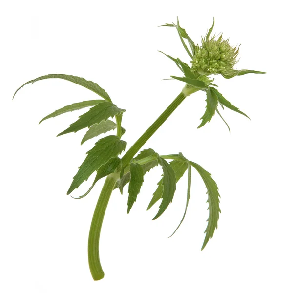 Valerian gyógynövény flower bud — Stock Fotó