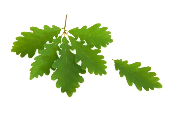 Гілочка дубового листя — стокове фото