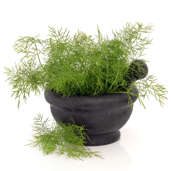 Dill Herb — Stock Photo, Image