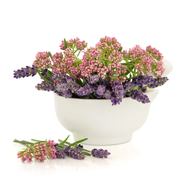 Valerian and Lavender Herb Flowers — Stock Photo, Image