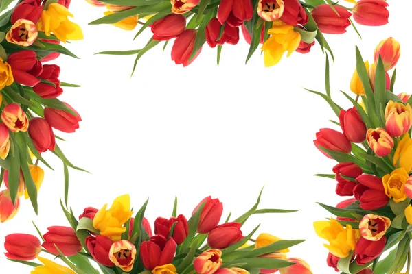 Тюльпан Квіткова облямівка — стокове фото