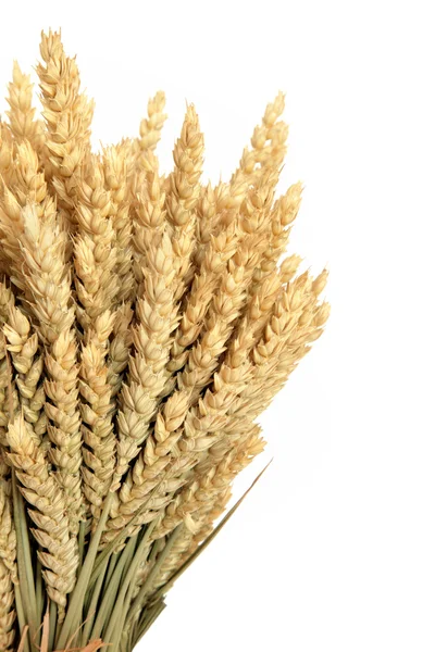 小麦のバンドル — ストック写真