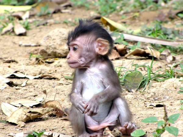 Μωρό μαϊμού Εικόνα Αρχείου