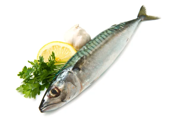 stock image Mackerel