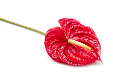 Red flamingo flower clipart