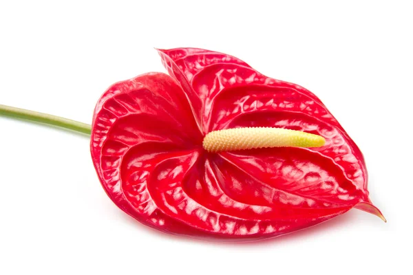 赤いフラミンゴ花 — ストック写真