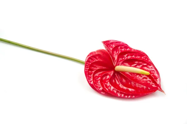 Flor de Flamenco Rojo — Foto de Stock