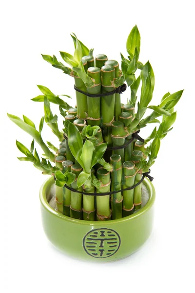 Grüne Bambuspflanze — Stockfoto