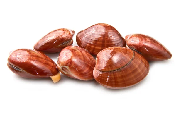 stock image Smooth clams