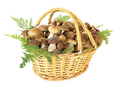 Mushrooms clipart