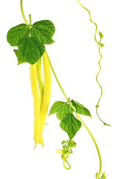 Yellow kidney beans — Stock Photo, Image