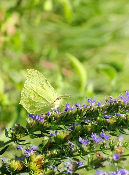 Papillon de luzerne — Photo