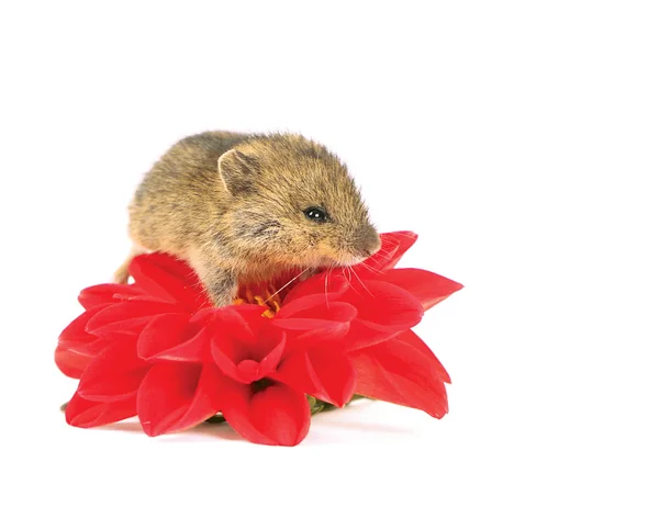Rato na flor — Fotografia de Stock