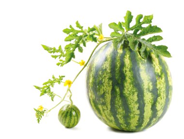 The watermelon clipart