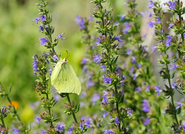Alfalfa vlinder — Stockfoto