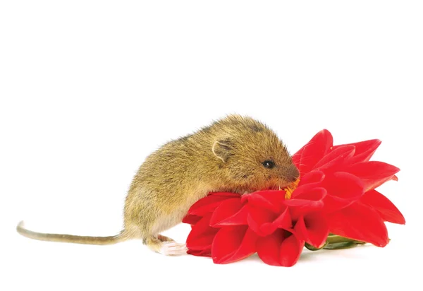 Myš s květinou — Stock fotografie