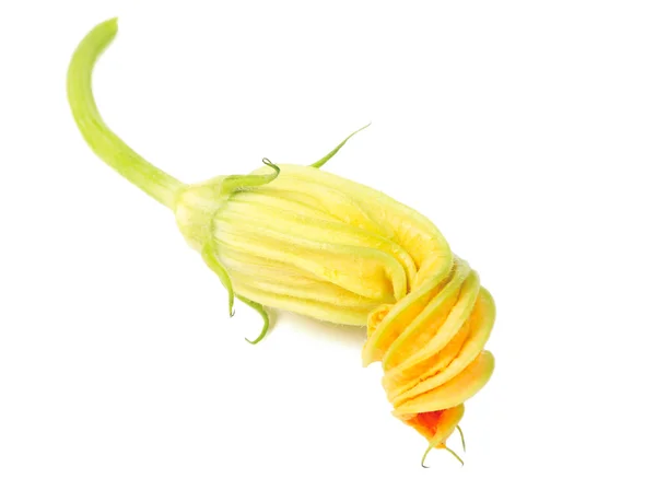 Melony, rosliny basztanowe kwiat — Zdjęcie stockowe