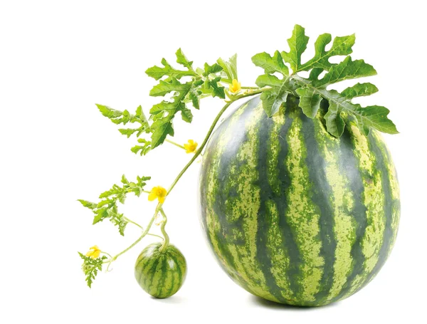 Die Wassermelone lizenzfreie Stockbilder