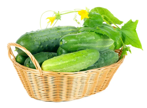Cucumbers in a basket — Stock Photo, Image