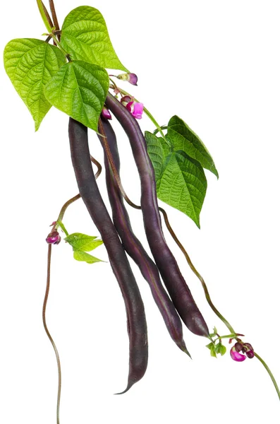 Violet kidney beans — Stock Photo, Image