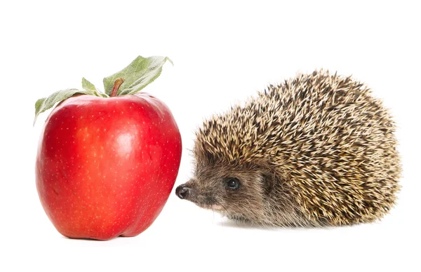 Hedgehog and apple — Stock Photo, Image