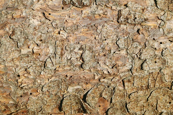 stock image Pine bark