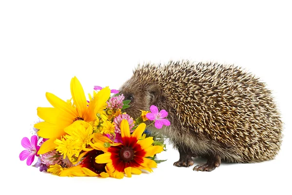 Hedgehog with flowers — Stock Photo, Image