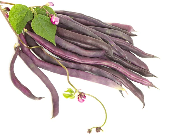 Violet kidney beans — Stock Photo, Image