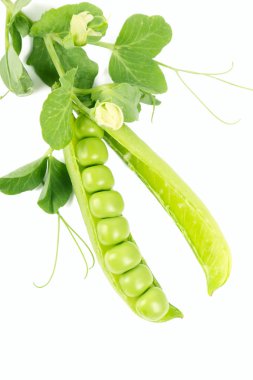 Pea pods clipart