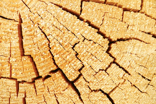 Pine textuur — Stockfoto