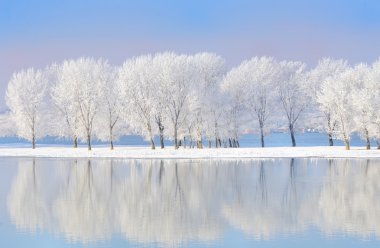 Winter trees covered with frost clipart