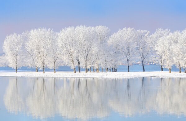Зимние деревья, покрытые морозом
