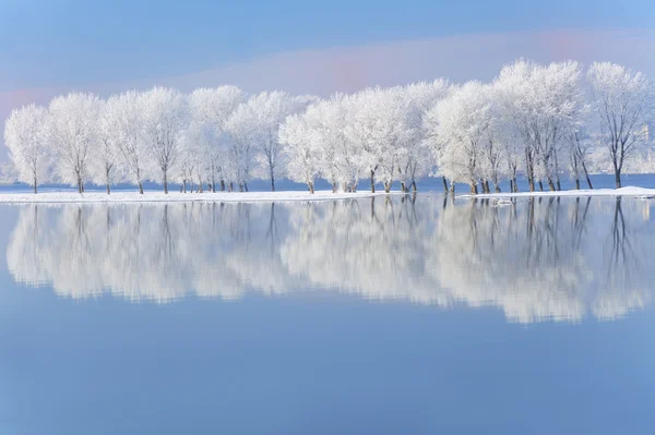 Zimowe drzewa pokryte mrozem — Zdjęcie stockowe