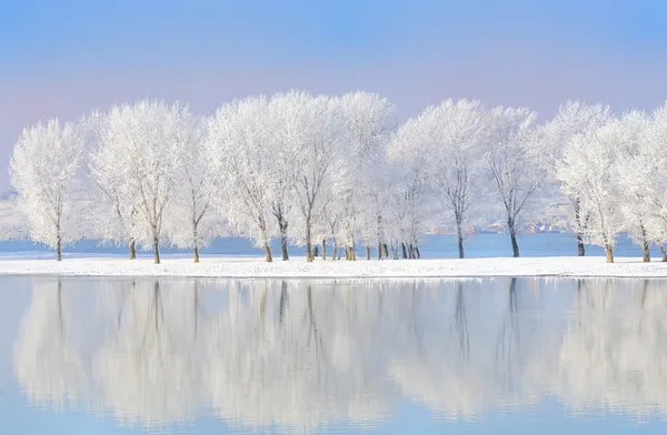 覆盖着霜冻的冬树 图库图片