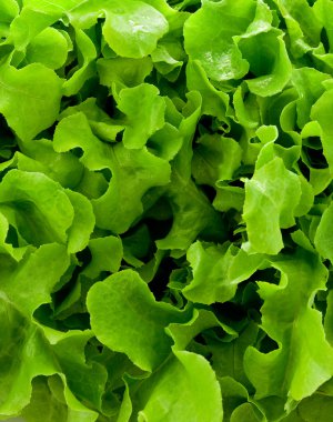 Salad Background clipart