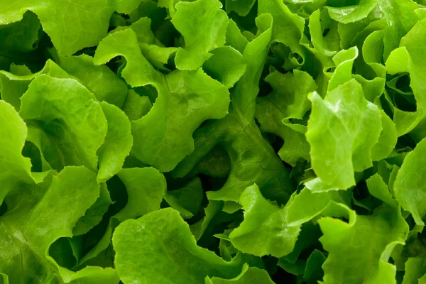 Salade achtergrond — Stockfoto